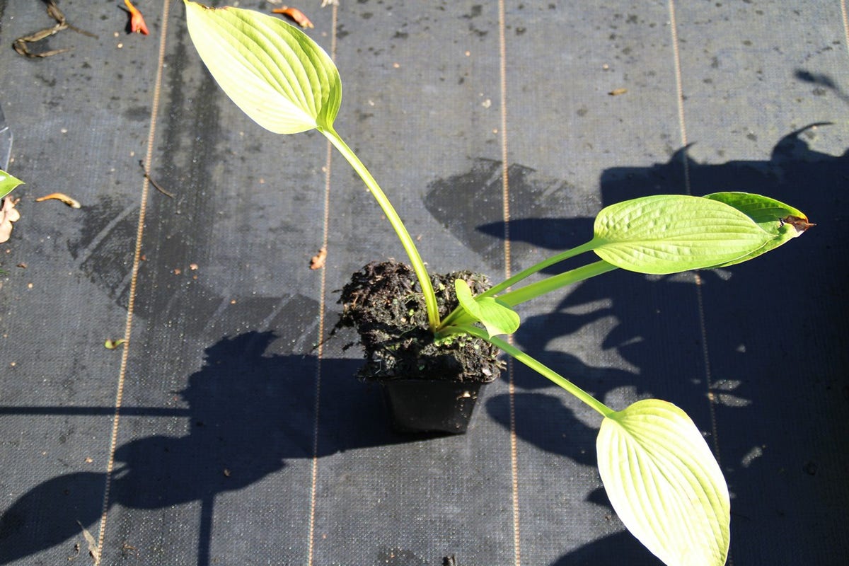  Hartlelie (Hosta 'Fortunei Hyacinthina')