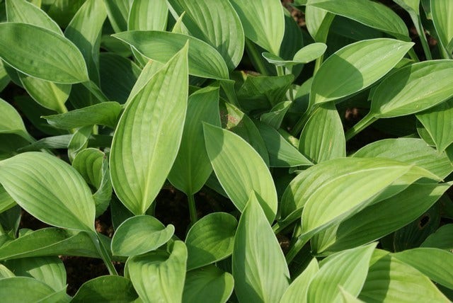  Hartlelie (Hosta 'Fortunei Hyacinthina')