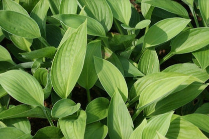  Hartlelie (Hosta 'Fortunei Hyacinthina')