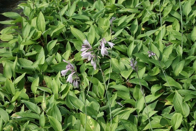  Hartlelie (Hosta 'Fortunei Hyacinthina')