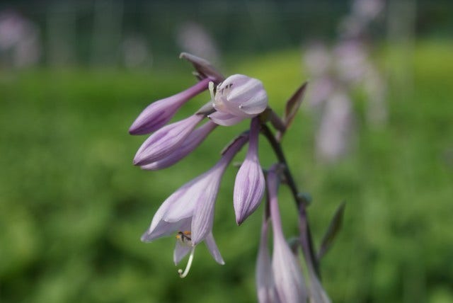  Hartlelie (Hosta 'Fortunei Hyacinthina')
