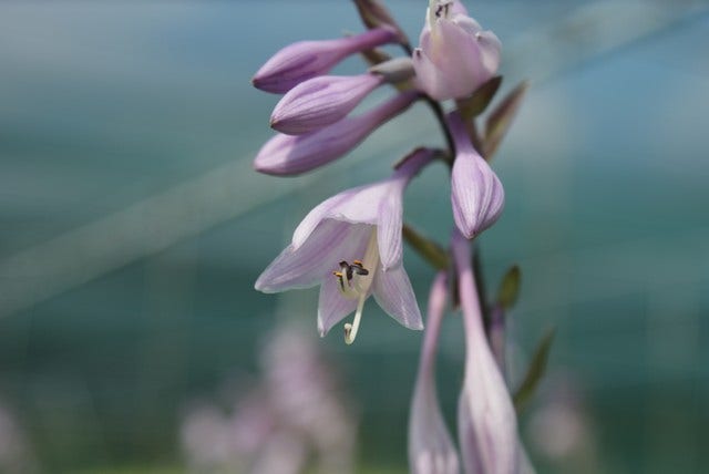  Hartlelie (Hosta 'Fortunei Hyacinthina')