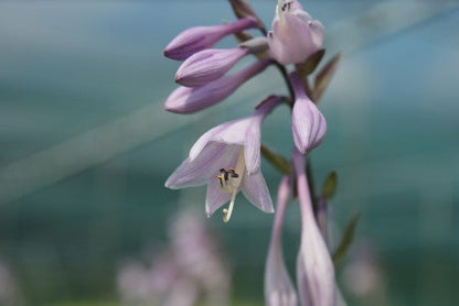  Hartlelie (Hosta 'Fortunei Hyacinthina')