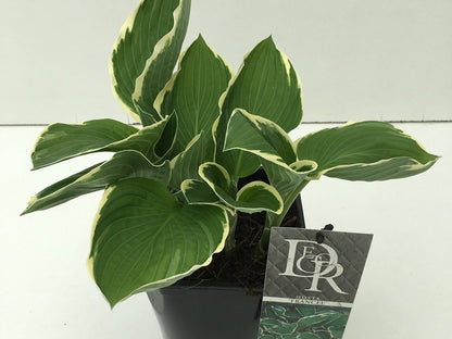  Funkia/Hartlelie (Hosta 'Francee')