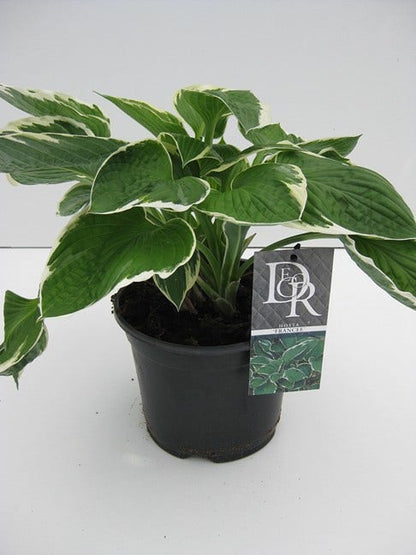  Funkia/Hartlelie (Hosta 'Francee')