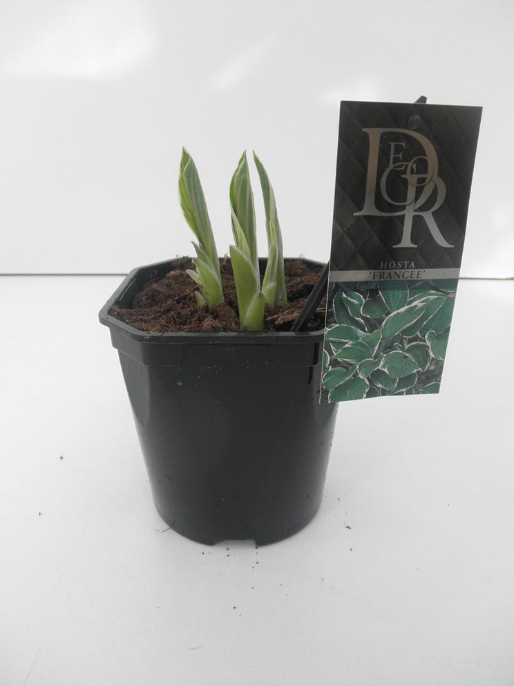  Funkia/Hartlelie (Hosta 'Francee')