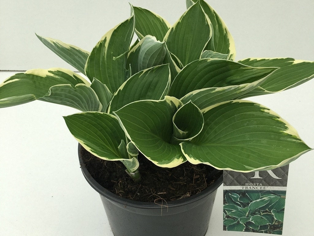  Funkia/Hartlelie (Hosta 'Francee')