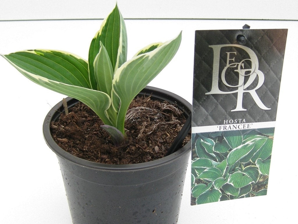 Funkia/Hartlelie (Hosta 'Francee')