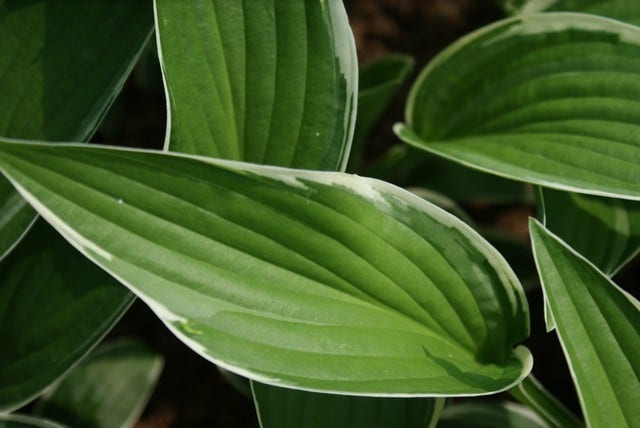  Funkia/Hartlelie (Hosta 'Francee')