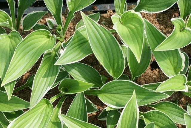  Funkia/Hartlelie (Hosta 'Francee')