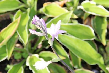  Funkia/Hartlelie (Hosta 'Francee')