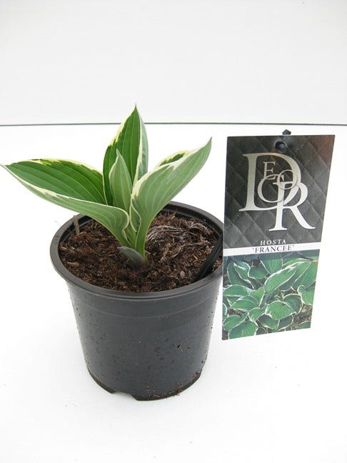  Funkia/Hartlelie (Hosta 'Francee')