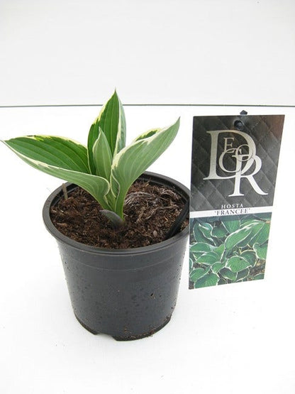  Funkia/Hartlelie (Hosta 'Francee')