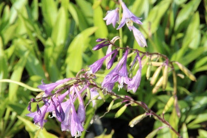  Funkia/hartlelie (Hosta Lancifolia)