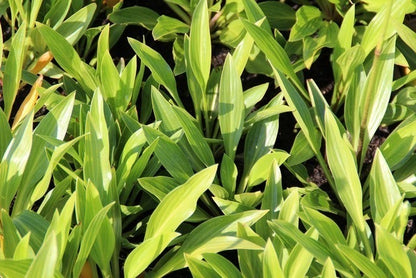 Funkia/hartlelie (Hosta Lancifolia)