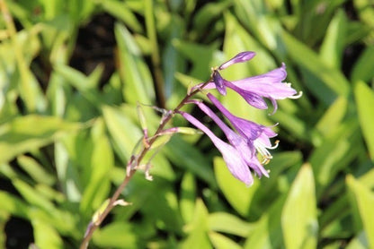  Funkia/hartlelie (Hosta Lancifolia)