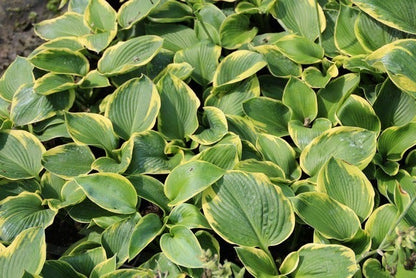  Funkia/Hartlelie (Hosta 'Frances Williams')