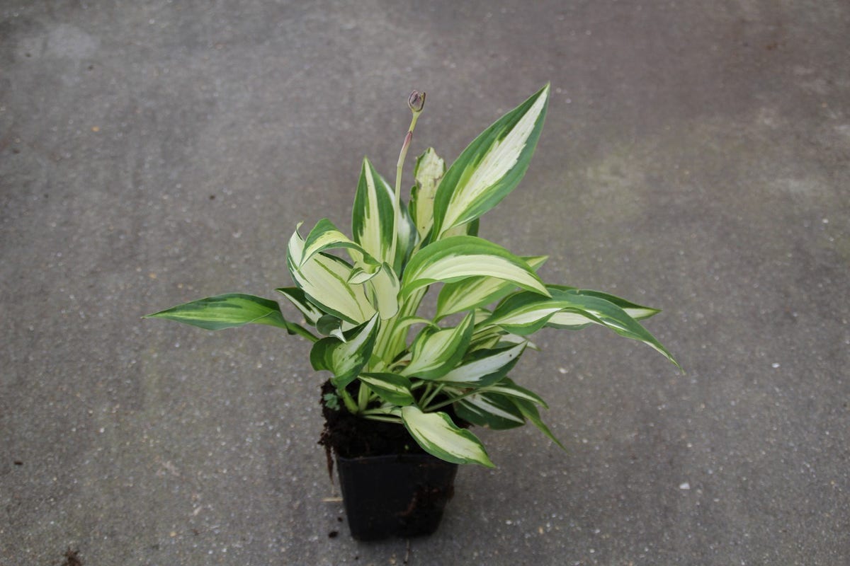  Funkia/Hartlelie (Hosta 'Undulata Mediovariegata')