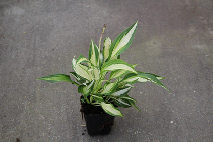  Funkia/Hartlelie (Hosta 'Undulata Mediovariegata')