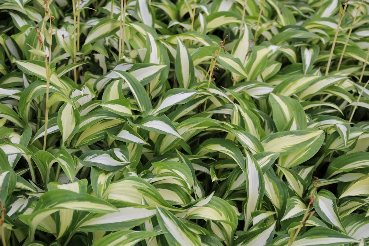  Funkia/Hartlelie (Hosta 'Undulata Mediovariegata')