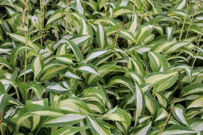  Funkia/Hartlelie (Hosta 'Undulata Mediovariegata')