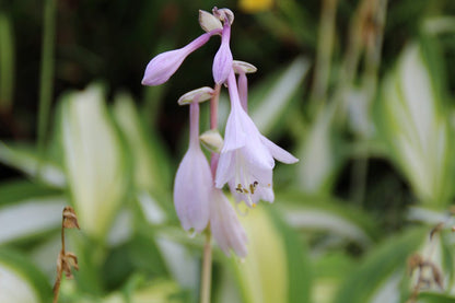  Funkia/Hartlelie (Hosta 'Undulata Mediovariegata')