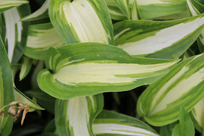  Funkia/Hartlelie (Hosta 'Undulata Mediovariegata')