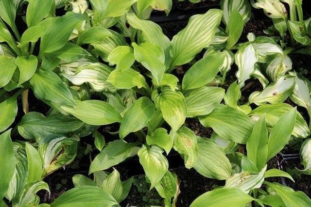  Funkia/Hartlelie (Hosta 'Undulata Mediovariegata')