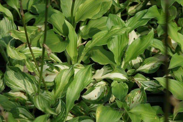  Funkia/Hartlelie (Hosta 'Undulata Mediovariegata')