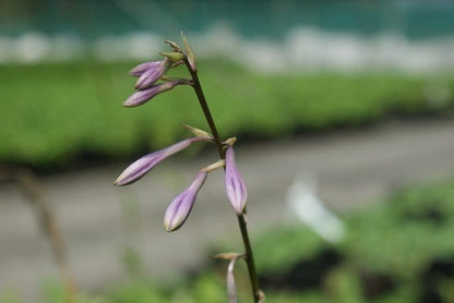  Funkia/Hartlelie (Hosta 'Undulata Mediovariegata')