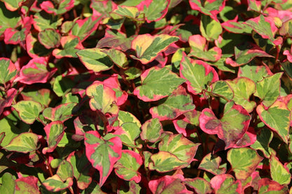  Bonte Moerasanemoon (Houttuynia Cordata 'Chameleon')