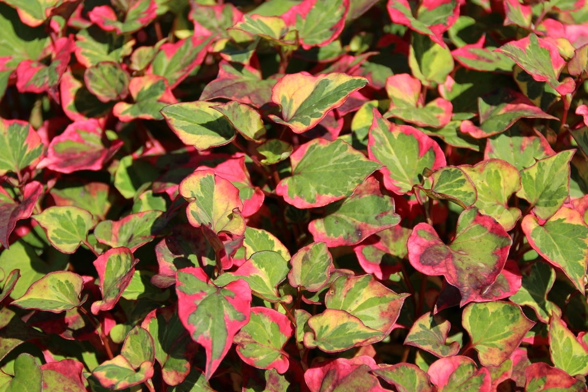  Bonte Moerasanemoon (Houttuynia Cordata 'Chameleon')