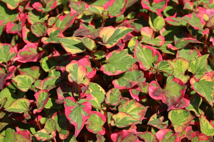  Bonte Moerasanemoon (Houttuynia Cordata 'Chameleon')