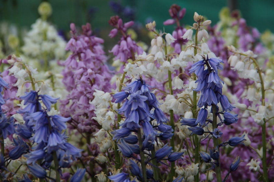  Boshyacint (Hyacinthoides Hispanica Mix)