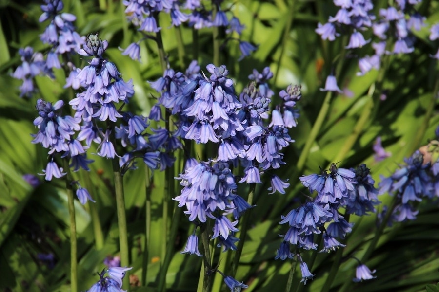  Boshyacint (Hyacinthoides Hispanica Blauw)