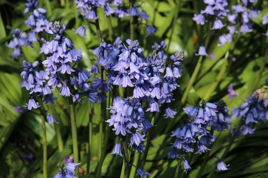  Boshyacint (Hyacinthoides Hispanica Blauw)