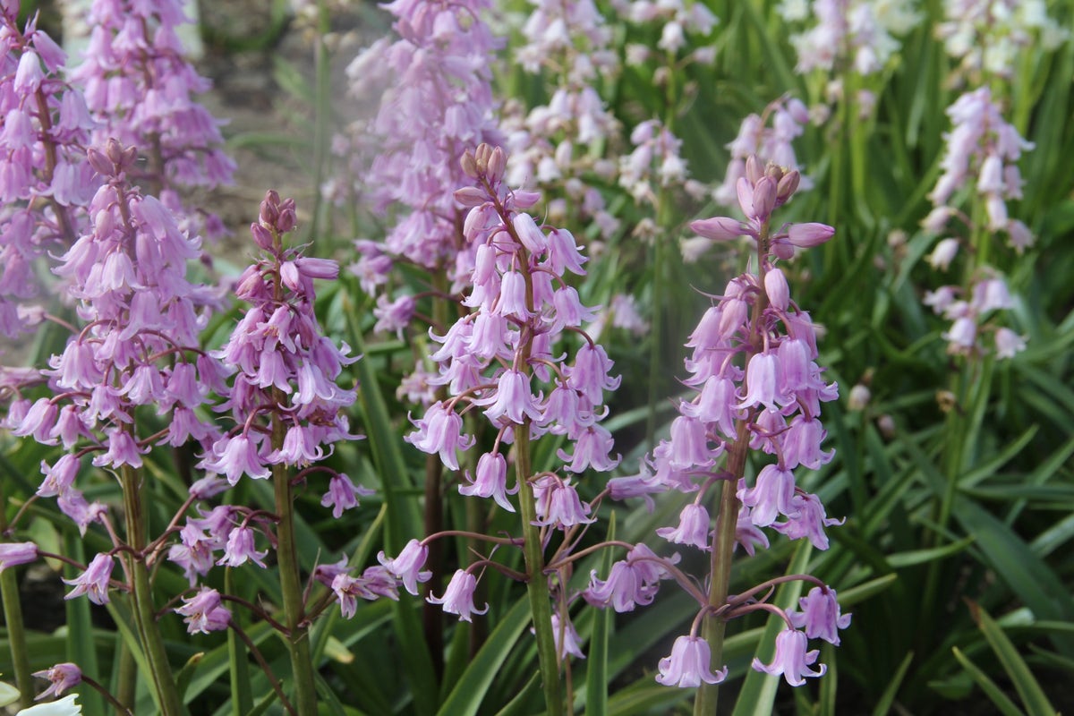  Boshyacint (Hyacinthoides 'hispanica Roze')