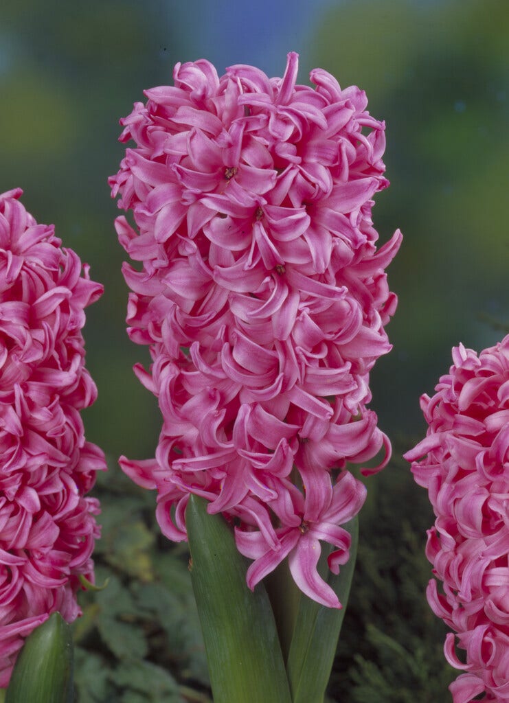  Hyacint (Hyacinthus 'Pink Pearl')