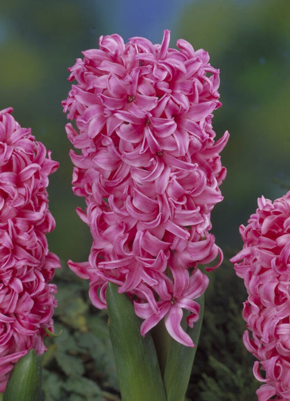  Hyacint (Hyacinthus 'Pink Pearl')