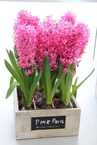  Hyacint (Hyacinthus 'Pink Pearl')