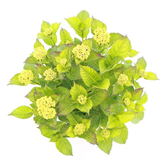  Hortensia 'Caipirinha' (Hydrangea 'Royalty Collection')-Plant In Pot-30/40 Cm
