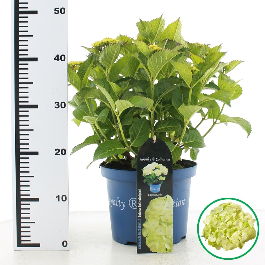  Hortensia 'Caipirinha' (Hydrangea 'Royalty Collection')-Plant In Pot-30/40 Cm