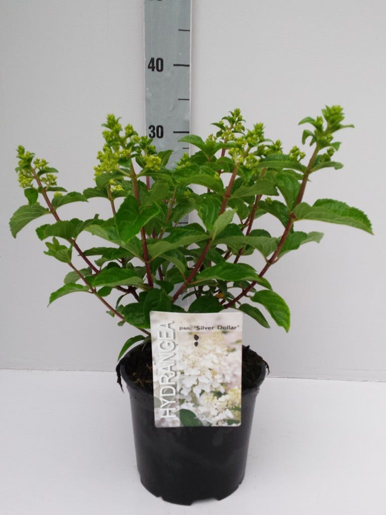  Pluimhortensia (Hydrangea Paniculata 'Silver Dollar')