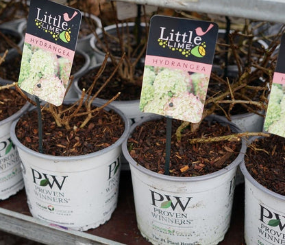  Pluimhortensia (Hydrangea Paniculata 'Little Lime')