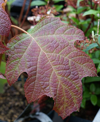  Eikenbladhortensia (Hydrangea Quercifolia)