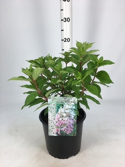  Pluimhortensia (Hydrangea Paniculata 'Angels Blush')