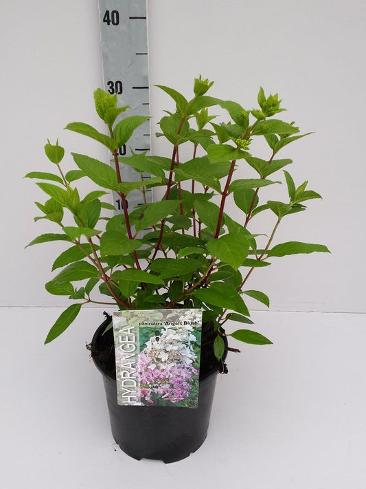  Pluimhortensia (Hydrangea Paniculata 'Angels Blush')