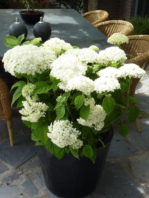  Hortensia (Hydrangea 'Strong Annabelle')