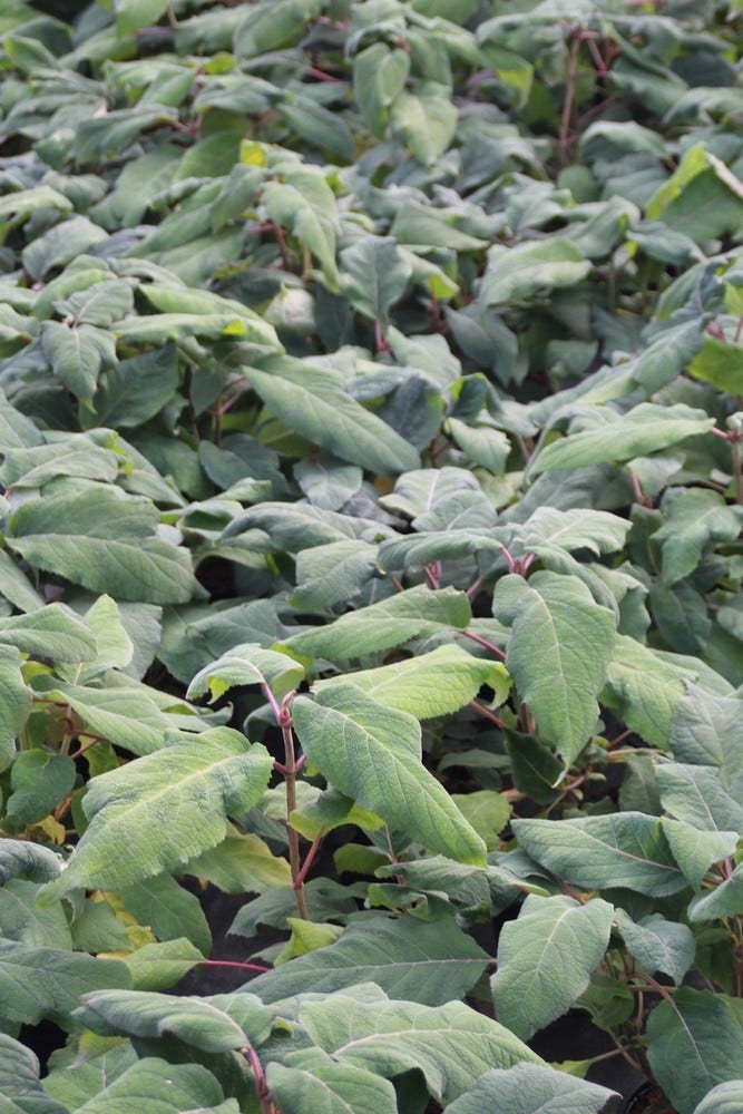  Fluweelhortensia (Hydrangea Aspera 'Macrophylla')