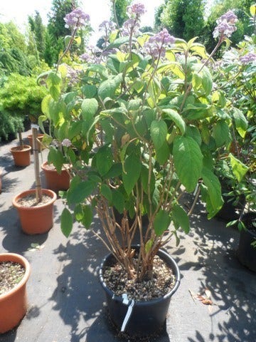  Fluweelhortensia (Hydrangea Aspera 'Macrophylla')